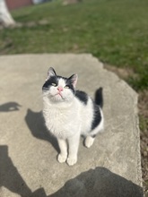 GRAPE, Katze, Hauskatze in Rumänien - Bild 3