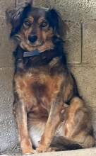 JOSY, Hund, Mischlingshund in Griechenland