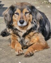 JOSY, Hund, Mischlingshund in Griechenland - Bild 11