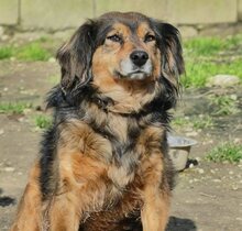 JOSY, Hund, Mischlingshund in Griechenland - Bild 12