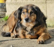 JOSY, Hund, Mischlingshund in Griechenland - Bild 13