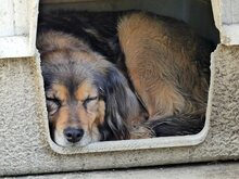 JOSY, Hund, Mischlingshund in Griechenland - Bild 14