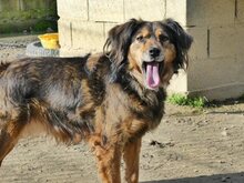 JOSY, Hund, Mischlingshund in Griechenland - Bild 15