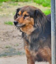 JOSY, Hund, Mischlingshund in Griechenland - Bild 16