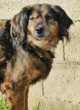 JOSY, Hund, Mischlingshund in Griechenland - Bild 17