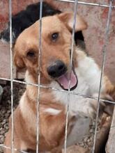 KEYLAM, Hund, Mischlingshund in Rumänien