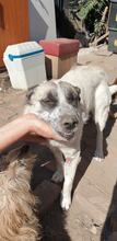 CORA, Hund, Mischlingshund in Rumänien