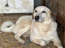LINAASTRID, Hund, Mischlingshund in Rumänien