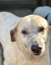 LINAASTRID, Hund, Mischlingshund in Rumänien - Bild 2