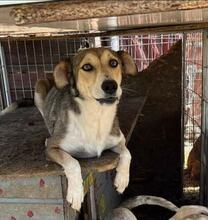MAGGY, Hund, Mischlingshund in Rumänien