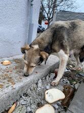 MAGGY, Hund, Mischlingshund in Rumänien - Bild 5