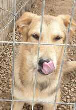 CARAMEL, Hund, Mischlingshund in Rumänien