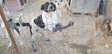 TZUKI, Hund, Mischlingshund in Rumänien