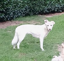 ALBA, Hund, Mischlingshund in Borna