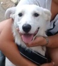 AMY, Hund, Mischlingshund in Rumänien