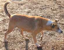 ALEXANDER, Hund, Mischlingshund in Rumänien - Bild 2