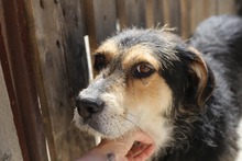 BUDDY, Hund, Mischlingshund in Rumänien - Bild 1