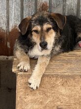 BUDDY, Hund, Mischlingshund in Rumänien - Bild 2