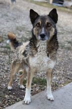 IANTO, Hund, Mischlingshund in Rumänien - Bild 3