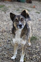 IANTO, Hund, Mischlingshund in Rumänien - Bild 4