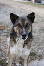 IANTO, Hund, Mischlingshund in Rumänien - Bild 5