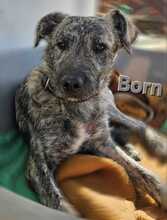 BORN, Hund, Mischlingshund in Kroatien