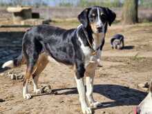 IVAN, Hund, Mischlingshund in Kassel - Bild 1