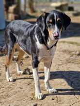 IVAN, Hund, Mischlingshund in Kassel - Bild 10