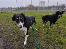 IVAN, Hund, Mischlingshund in Kassel - Bild 14