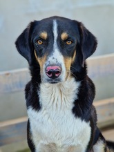 IVAN, Hund, Mischlingshund in Kassel - Bild 6