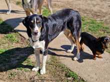 IVAN, Hund, Mischlingshund in Kassel - Bild 8