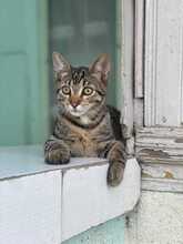 SALLY, Katze, Hauskatze in Rumänien