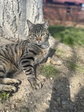 HARRY, Katze, Hauskatze in Rumänien