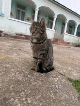 HARRY, Katze, Hauskatze in Rumänien - Bild 15
