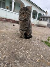 HARRY, Katze, Hauskatze in Rumänien - Bild 16