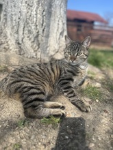 HARRY, Katze, Hauskatze in Rumänien - Bild 2