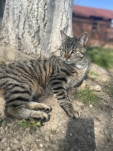 HARRY, Katze, Hauskatze in Rumänien - Bild 3