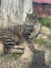 HARRY, Katze, Hauskatze in Rumänien - Bild 4