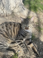 HARRY, Katze, Hauskatze in Rumänien - Bild 5