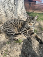 HARRY, Katze, Hauskatze in Rumänien - Bild 6