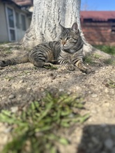 HARRY, Katze, Hauskatze in Rumänien - Bild 8