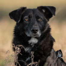 TITI, Hund, Mischlingshund in Wiesbaden - Bild 1