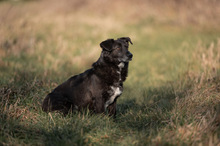 TITI, Hund, Mischlingshund in Wiesbaden - Bild 10