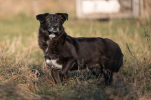 TITI, Hund, Mischlingshund in Wiesbaden - Bild 11