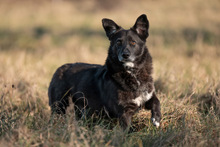 TITI, Hund, Mischlingshund in Wiesbaden - Bild 12