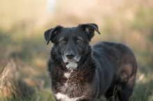 TITI, Hund, Mischlingshund in Wiesbaden - Bild 14