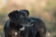 TITI, Hund, Mischlingshund in Wiesbaden - Bild 15