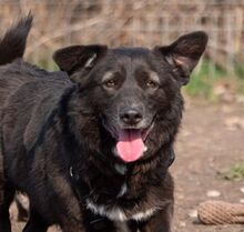 TITI, Hund, Mischlingshund in Wiesbaden - Bild 18