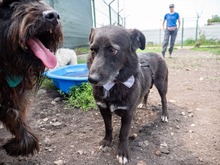 TITI, Hund, Mischlingshund in Wiesbaden - Bild 19