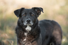 TITI, Hund, Mischlingshund in Wiesbaden - Bild 2